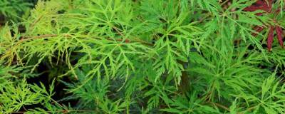 ACER palmatum var.dissectum 'EMERALD LACE' 01