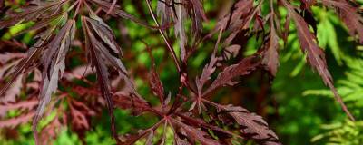 ACER palmatum var.dissectum 'Firecracker' cov 01