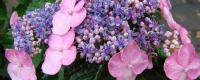 HYDRANGEA macrophylla ENDLESS SUMMER (R) TWIST-N-SHOUT 'Piihmi' cov (ROSE) 01