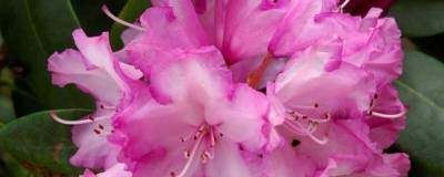 RHODODENDRON yakushimanum 'BLURETTIA' 01