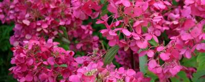 HYDRANGEA paniculata DIAMANT ROUGE (R) 'Rendia' cov 01