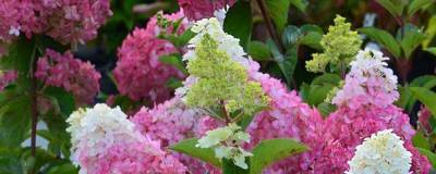 HYDRANGEA paniculata FRAISE MELBA (R) 'Renba' cov 01