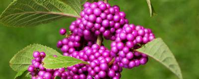 CALLICARPA bodinieri 'PROFUSION' 01