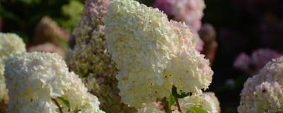 HYDRANGEA paniculata DIAMANTINO (R) 'Ren101' cov 01