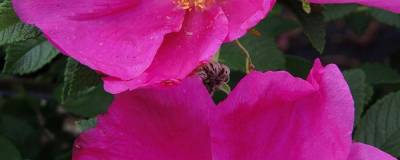 ROSA rugosa ANGELIA (R) EGLANTINE 'Minrugo1e' cov 01