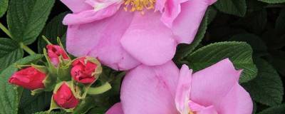 ROSA rugosa ANGELIA (R) PINK 'Minrugo5p' cov 01