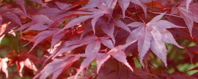 ACER palmatum 'ATROPURPUREUM' 01