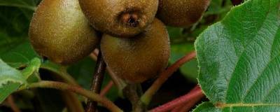 ACTINIDIA chinensis 'Minkigold' cov (FEMELLE) 01