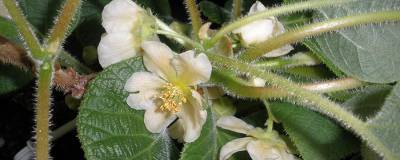 ACTINIDIA chinensis 'Minkimale' 01