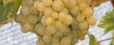 VITIS vinifera 'EVITA' 01
