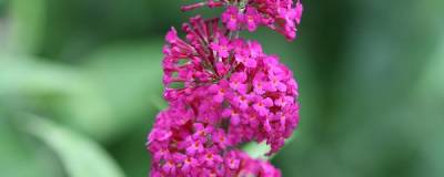 BUDDLEJA x PW (R) 'Miss Ruby' cov 01