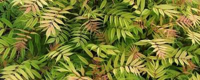 SORBARIA sorbifolia 'Sem' cov 01