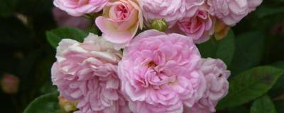 ROSIER clbg PINK GHISLAINE DE FELIGONDE (R) 'Ducpgf' cov 01