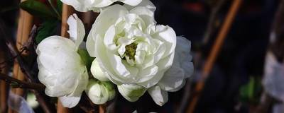 CHAENOMELES x speciosa DOUBLE DELICE (R) PURE 'Minchadfbd' cov  01