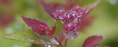 SPIRAEA japonica PW (R) DOUBLE PLAY (R) ARTIST 'Galen' 01