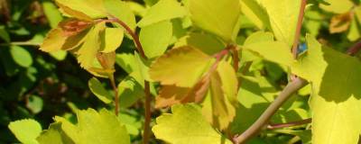 SPIRAEA x vanhouttei FE (R) FIREGOLD (R) 'Levgold' 01