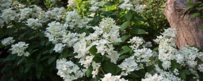 HYDRANGEA paniculata FE (R) WHITE DIAMONDS (R) 'Hypmad I' 01