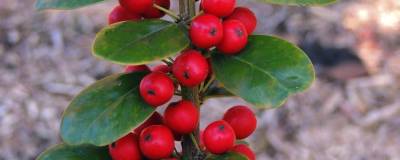 ILEX rotunda RED DOT (R) 'Minzong' cov 01