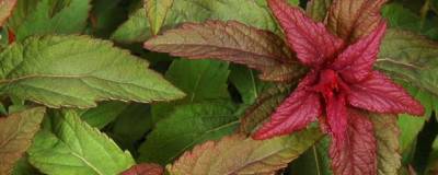 SPIRAEA x bumalda FE (R) 'Denistar' 01