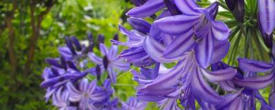 AGAPANTHUS 'Northern Star' cov 01