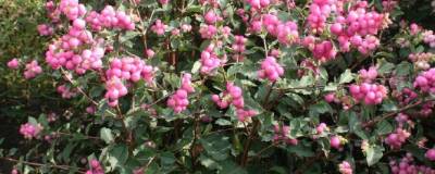 SYMPHORICARPOS x doorenbosii MAGICAL (R) CANDY 'Kolmcan' cov 01