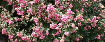 SYMPHORICARPOS x doorenbosii MAGICAL (R) SWEET 'Kolmaswet' cov 01