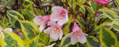 WEIGELA florida MAGICAL (R) RAINBOW 'Kolmagira' cov 01