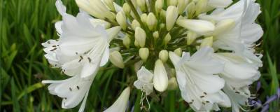 AGAPANTHUS 'Arctic Star' 01