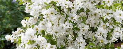 EXOCHORDA racemosa 'Niagara' cov 01