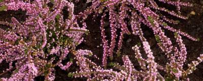 CALLUNA vulgaris 'ANNE-MARIE' 01