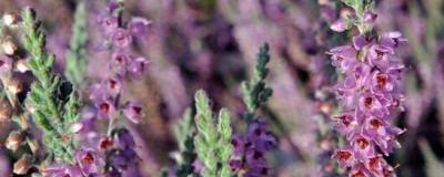 CALLUNA vulgaris 'SILVER KNIGHT' 01