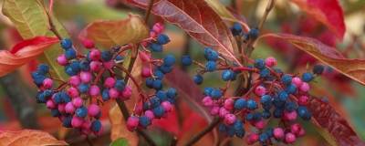 VIBURNUM nudum 'PINK BEAUTY' 01