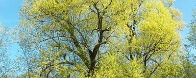 SALIX alba 01 SALIX alba 01
