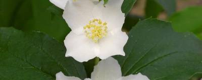 PHILADELPHUS coronarius 01