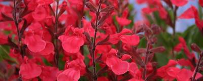 SALVIA x jamensis 'Flammenn' cov 01