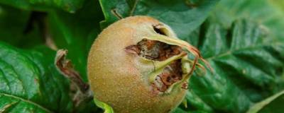 MESPILUS germanica 01