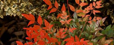 NANDINA domestica 'Gulf Stream' 01