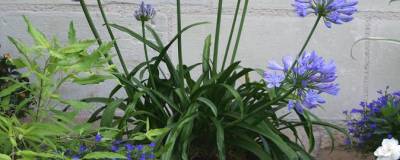 AGAPANTHUS africanus PITCHOUNE (R) BLUE 'Scrarey09' cov 01