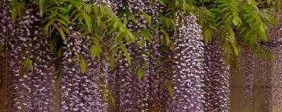 WISTERIA floribunda 'MACROBOTRYS' 01