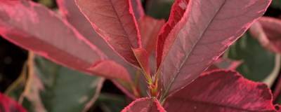 PHOTINIA x fraseri PINK MARBLE (R) 'Cassini' cov 01