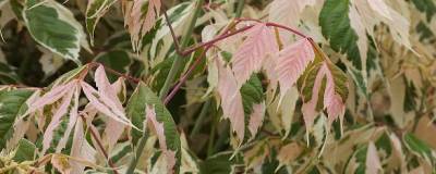 ACER negundo 'FLAMINGO' 01