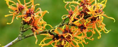 HAMAMELIS x intermedia 'ORANGE BEAUTY' 01