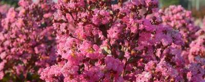 LAGERSTROEMIA indica RHAPSODY IN PINK 'Whit VIII' 01