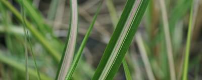 CALAMAGROSTIS x acutiflora 'AVALANCHE' 01