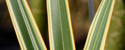 PHORMIUM 'GOLDEN RAY' 01