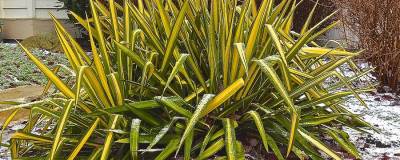 YUCCA filamentosa 'GOLDEN SWORD' 01