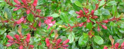 ESCALLONIA 'Jamie' cov 01