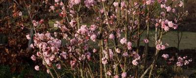 VIBURNUM x bodnantense 'DAWN' 01