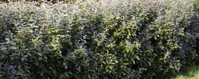 ELAEAGNUS x ebbingei 'COMPACTA' 01