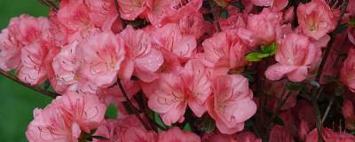 AZALEA japonica FLASH DANCE (R) SALMON 'Minsam7' cov 01